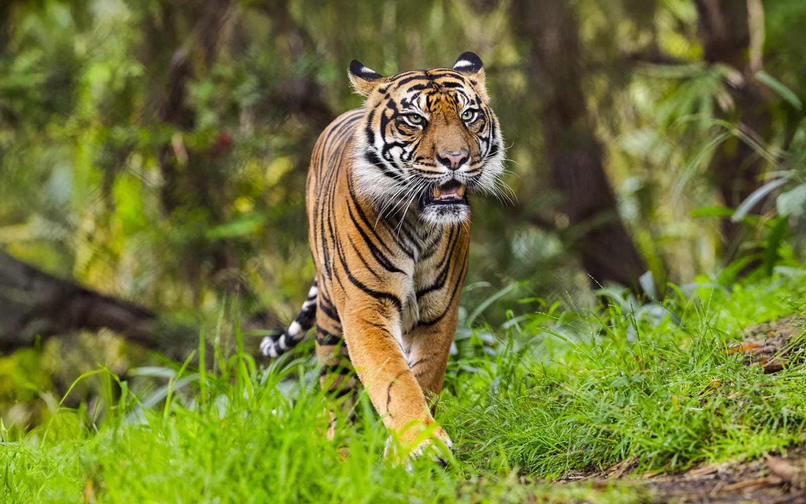 San Diego Zoo & Safari Park 2-Visit Pass tickets in San Diego - Activities | TickYourList