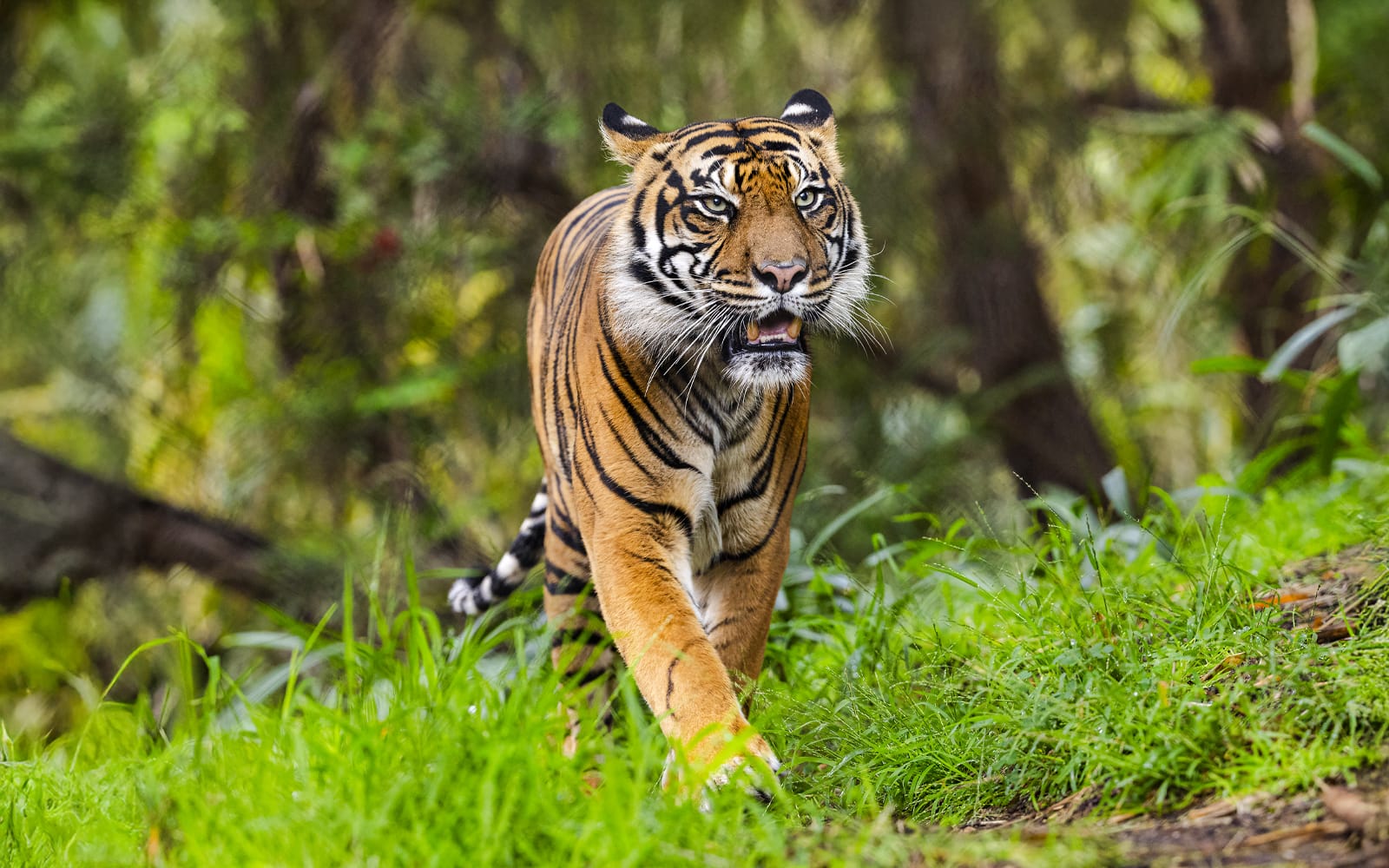 San Diego Zoo & Safari Park 2-Visit Pass tickets in San Diego - Activities | TickYourList