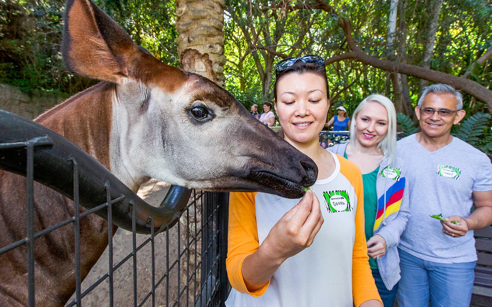 San Diego Zoo Tickets in San Diego - Attractions | TickYourList