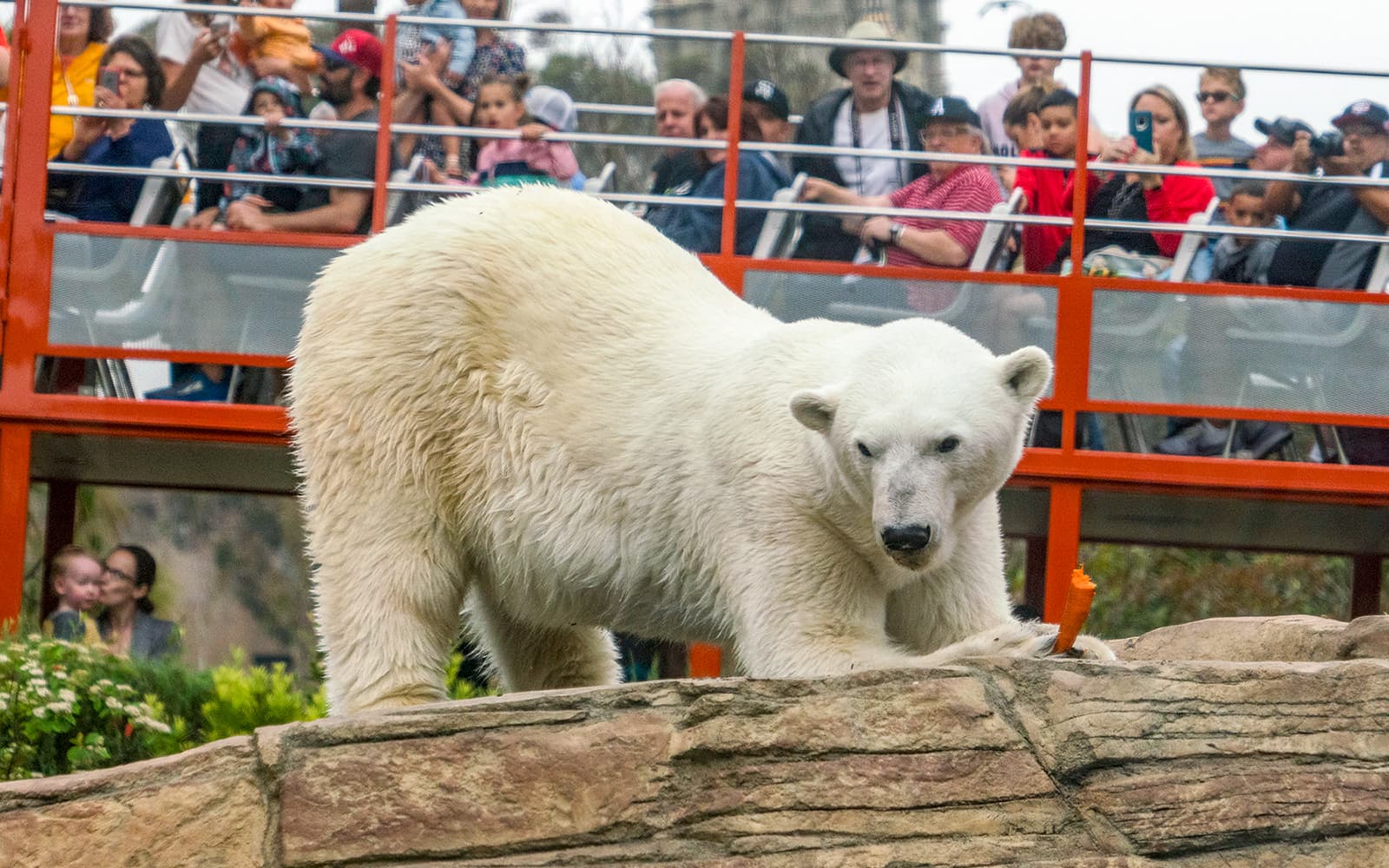 San Diego Zoo Tickets in San Diego - Features | TickYourList