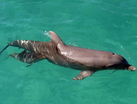 Swim with Dolphins Isla Mujeres - Adventure Swim