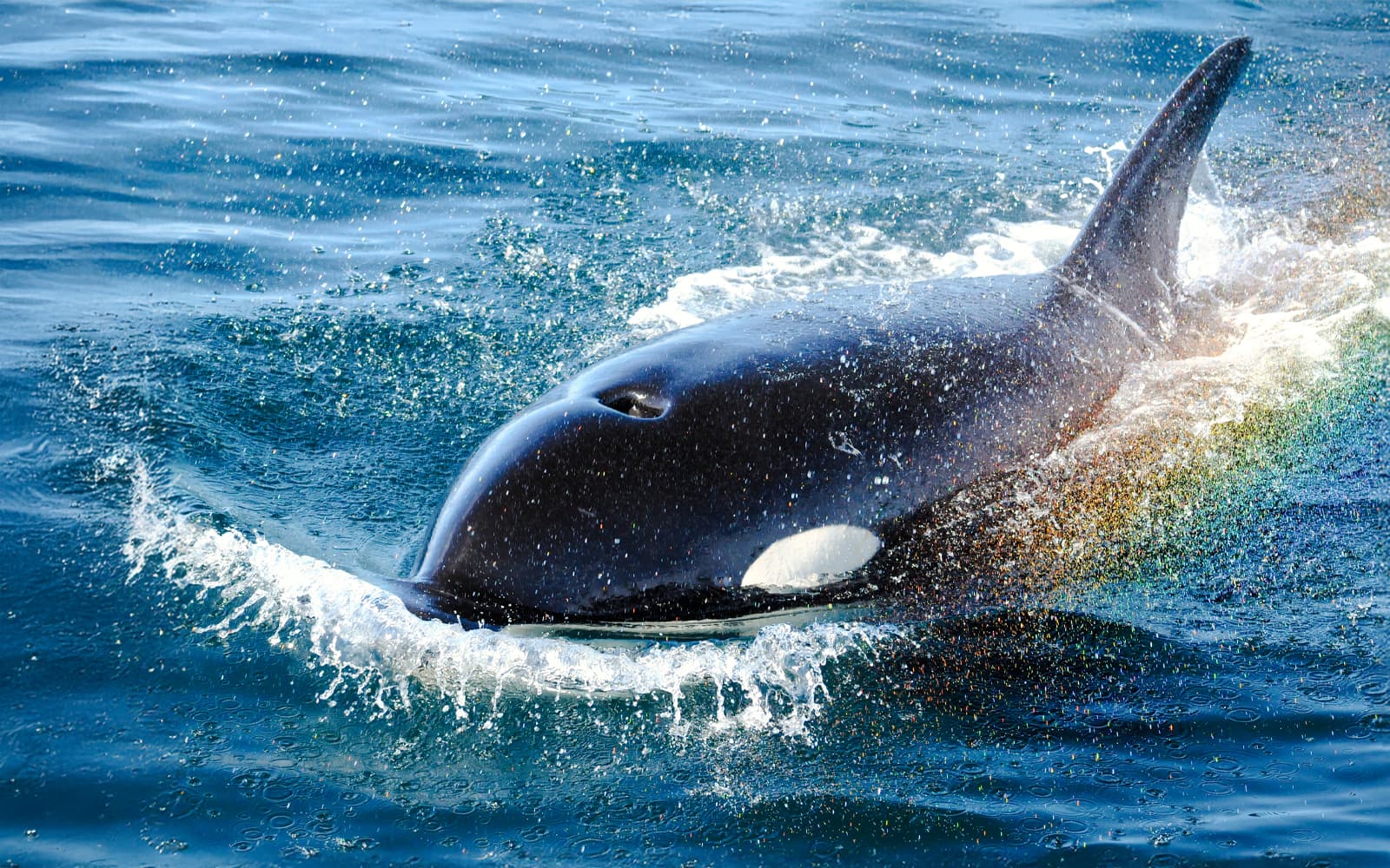 Victoria Whale Watching Tour by Zodiac (Open-Air Boat)