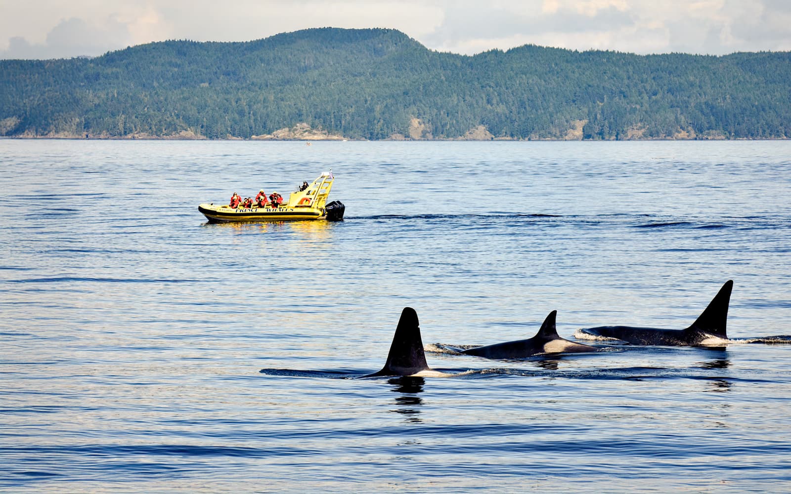 Victoria Whale Watching Tour by Zodiac (Open-Air Boat) tickets in Vancouver - Activities | TickYourList