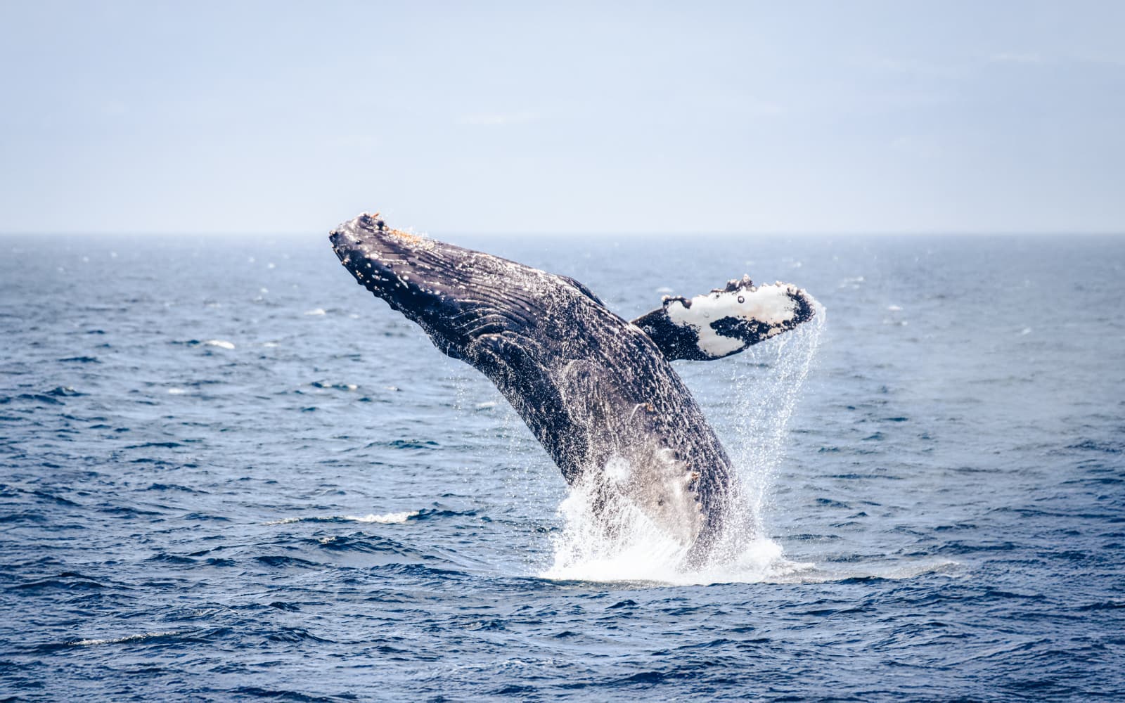 Victoria Whale Watching Tour by Zodiac (Open-Air Boat) tickets in Vancouver - Features | TickYourList