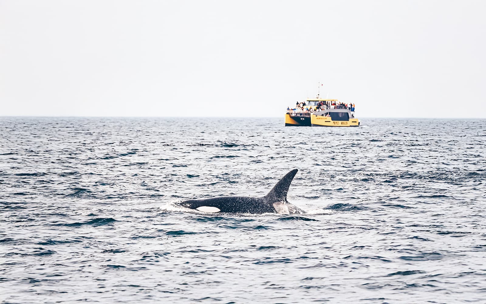 Victoria Half-Day Whale Watching Tour by Covered Boat