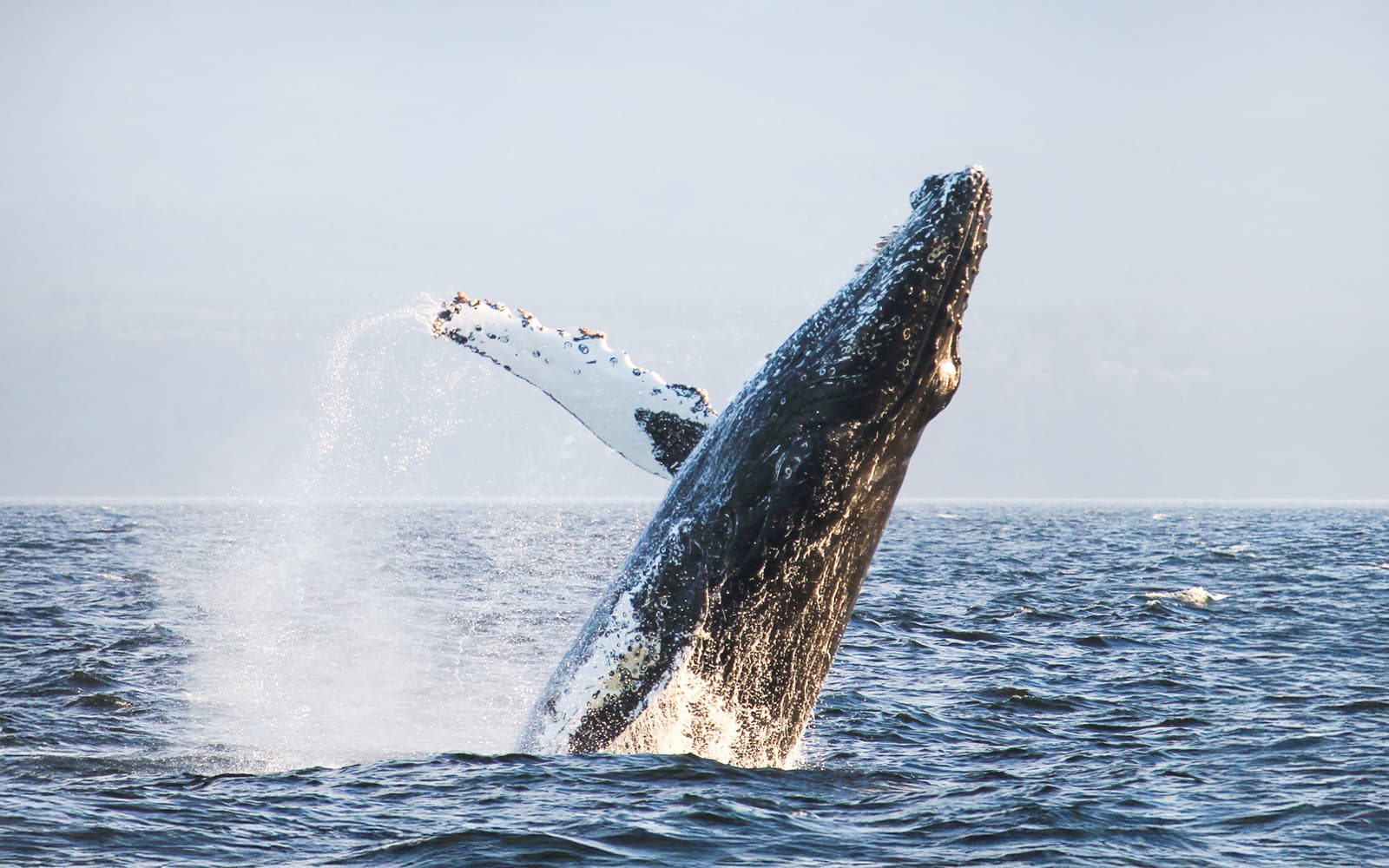 Victoria Half-Day Whale Watching Tour by Covered Boat tickets in Vancouver - Activities | TickYourList