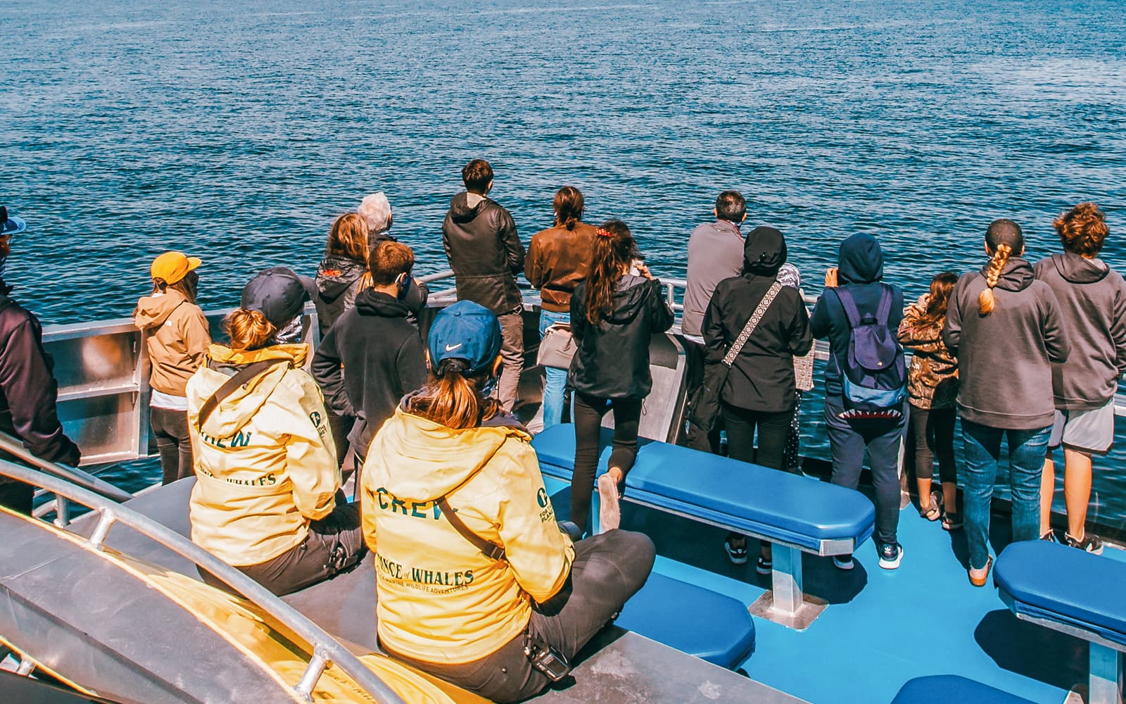 Victoria Half-Day Whale Watching Tour by Covered Boat tickets in Vancouver - Highlights | TickYourList