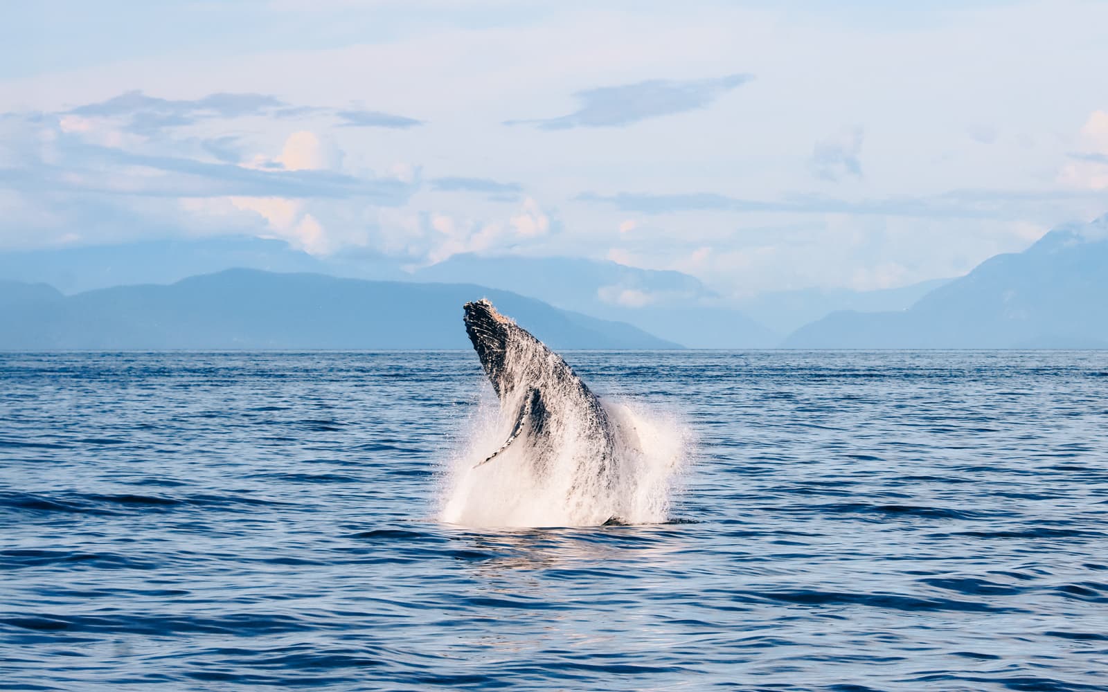 Vancouver Whale Watching Tour