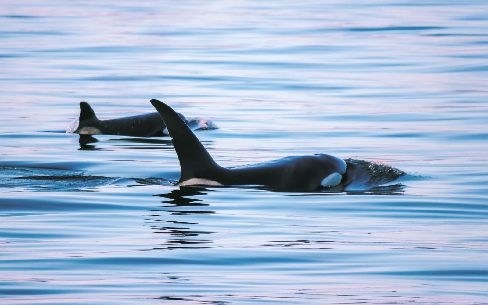 Vancouver Whale Watching Tour tickets in Vancouver - Highlights | TickYourList