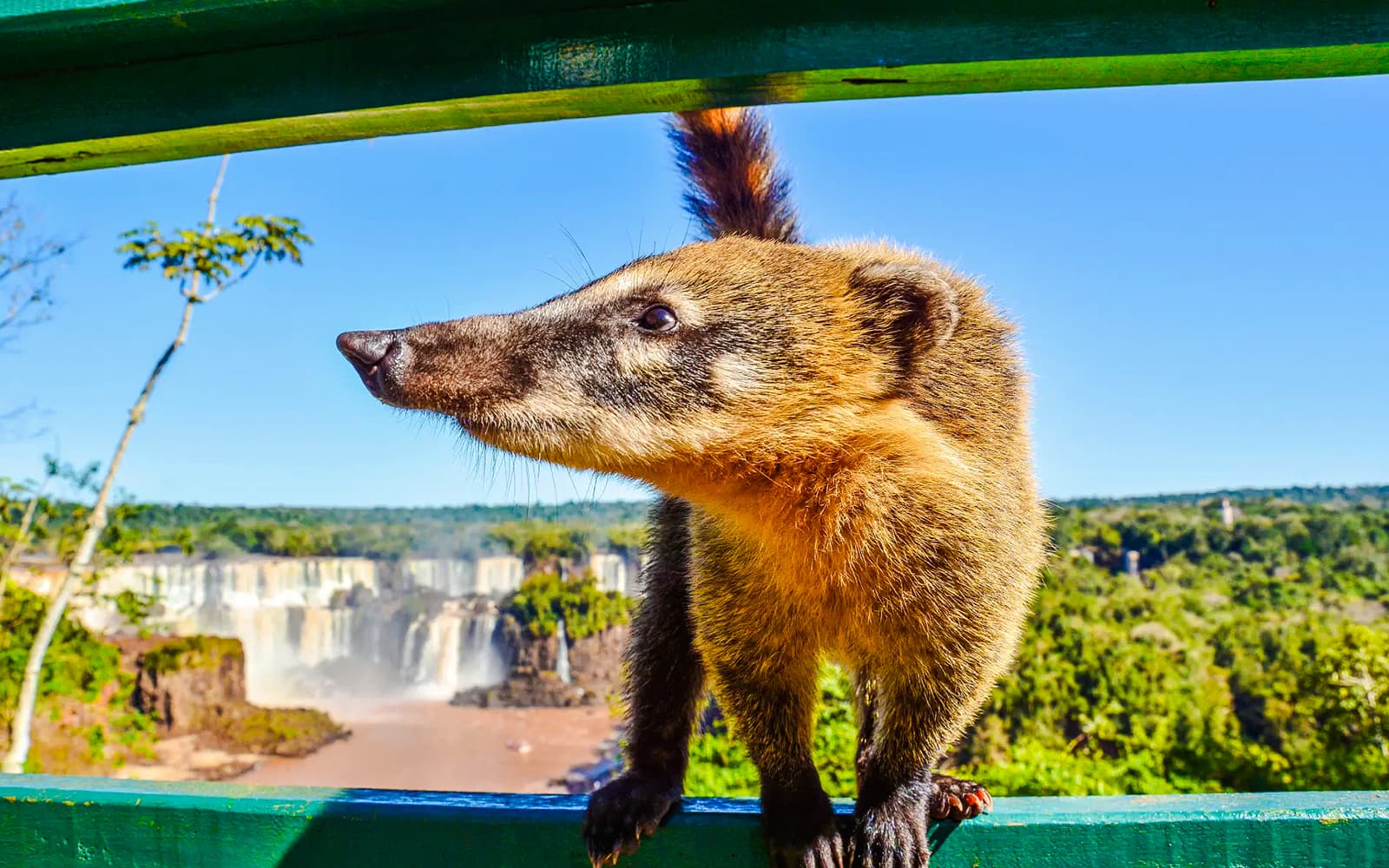 From Puerto Iguazú: Argentina/Brazil Iguazú Falls Tours with Entry, Transfers & Optional Boat Ride tickets in Puerto Iguazú - Highlights | TickYourList