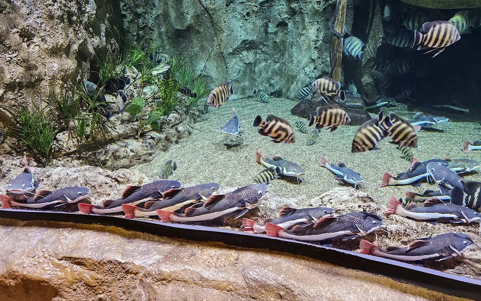 Lotte World Aquarium Hanoi Tickets in Hanoi - Attractions | TickYourList