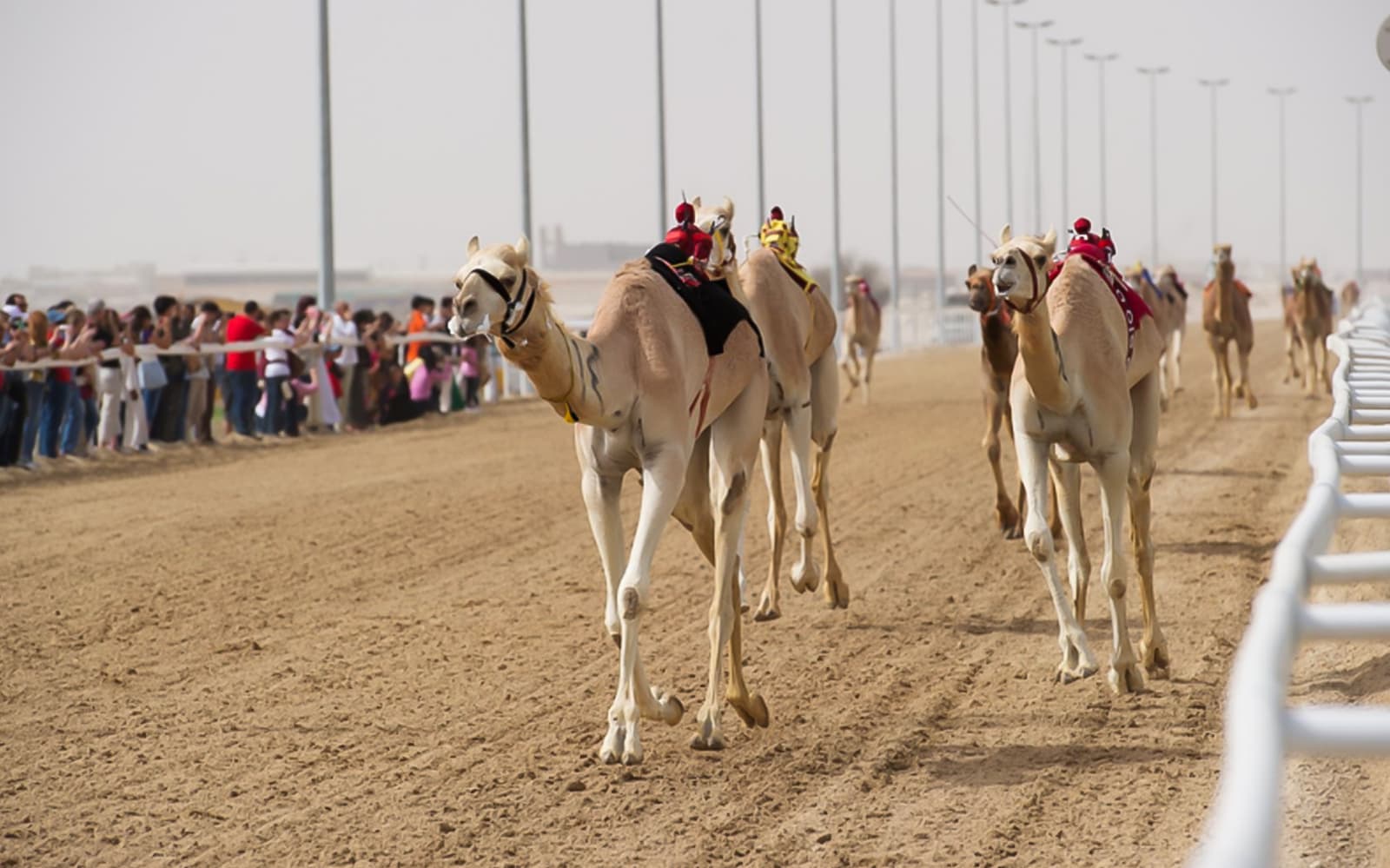 Day Tour of Zekreet Beach, Richard Serra Sculptures & Camel Race Visit tickets in Doha - Attractions | TickYourList