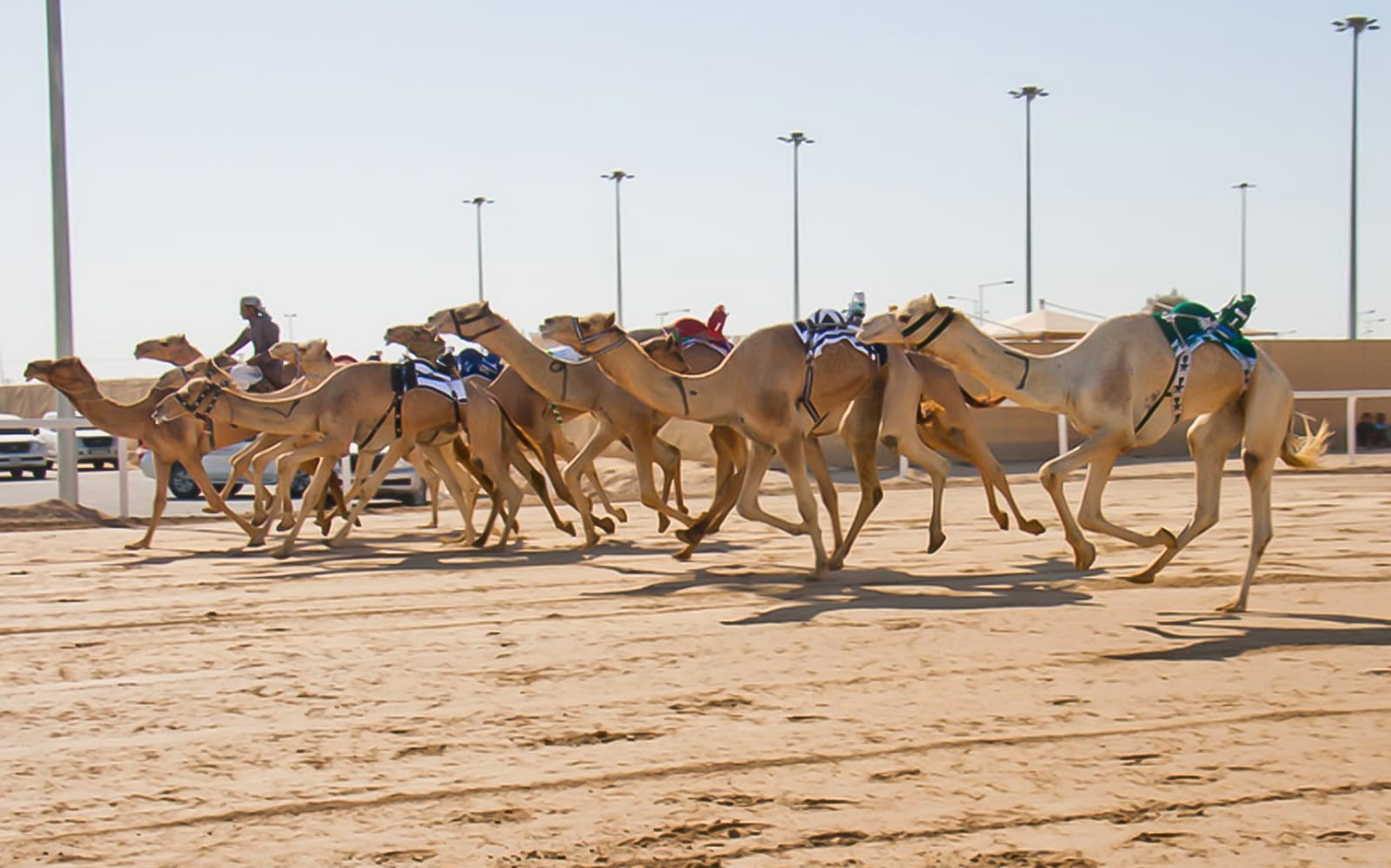 Day Tour of Zekreet Beach, Richard Serra Sculptures & Camel Race Visit tickets in Doha - Activities | TickYourList