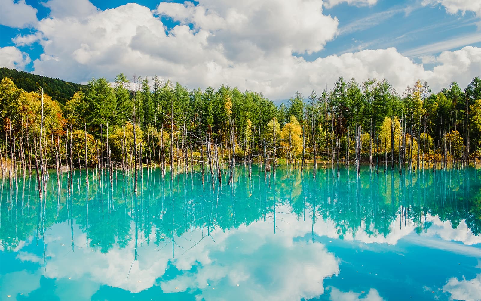 Hokkaido Guided Day Trip: Asahiyama Zoo & Blue Pond & Shirahige Falls