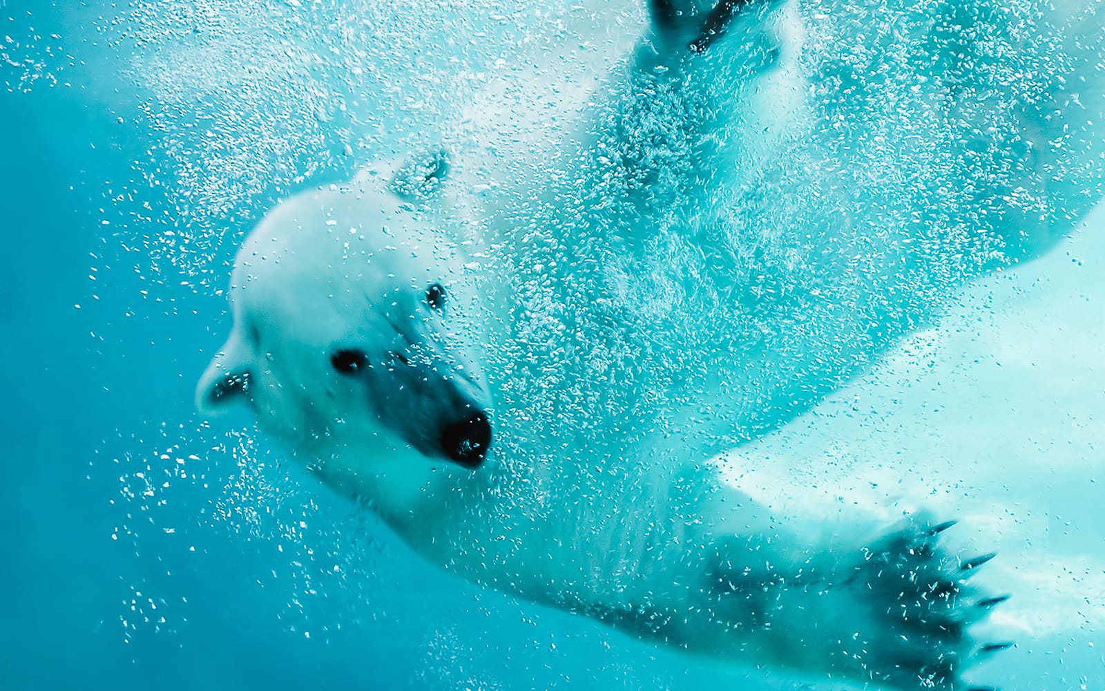 Hokkaido Guided Day Trip: Asahiyama Zoo & Blue Pond & Shirahige Falls tickets in Hokkaido - Attractions | TickYourList