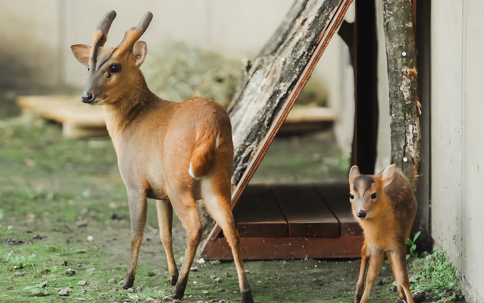 Hokkaido Guided Day Trip: Asahiyama Zoo & Blue Pond & Shirahige Falls tickets in Hokkaido - Full Experience | TickYourList