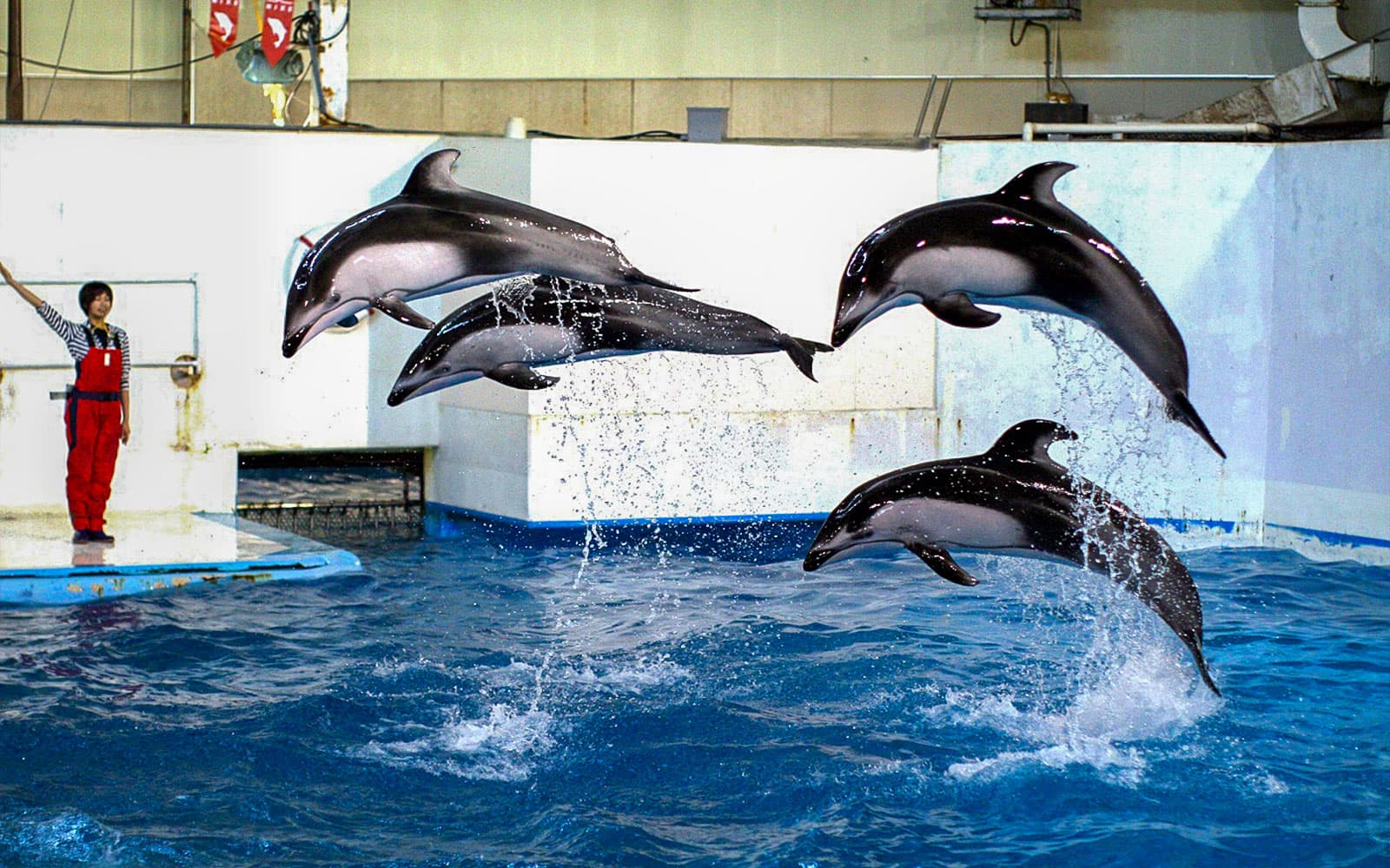 Tickets to Noboribetsu Marine Park NIXE in Hokkaido - Attractions | TickYourList
