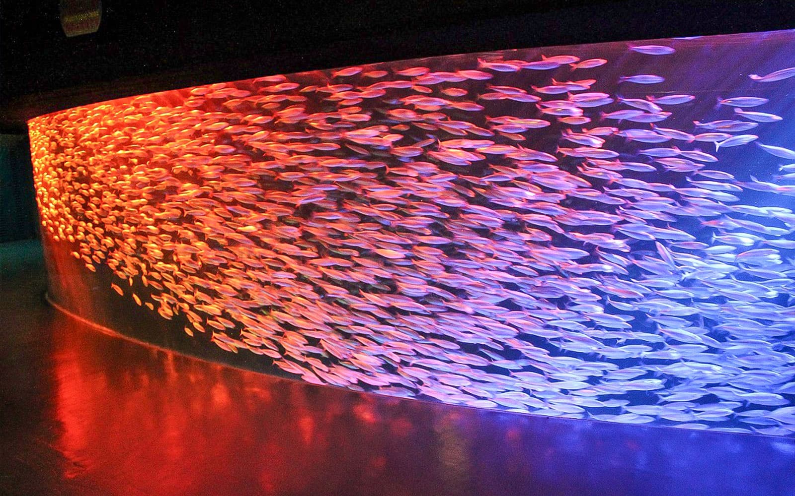 Tickets to Noboribetsu Marine Park NIXE in Hokkaido - Highlights | TickYourList