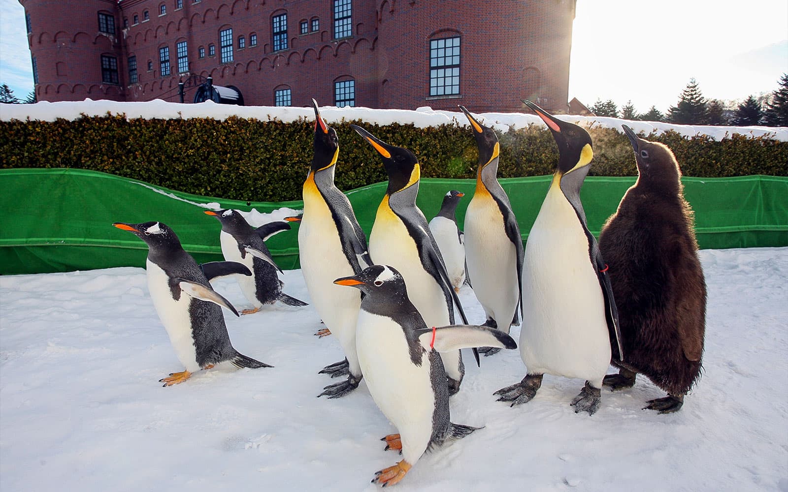 Tickets to Noboribetsu Marine Park NIXE in Hokkaido - Full Experience | TickYourList