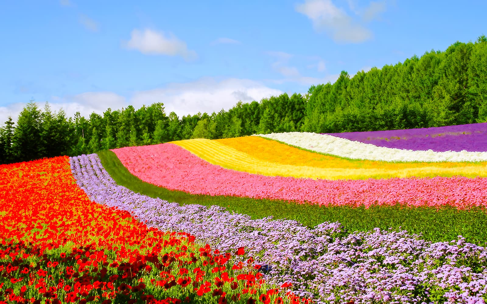 Full-Day Guided Tour of Hokkaido with Round-Trip Transfers from Sapporo