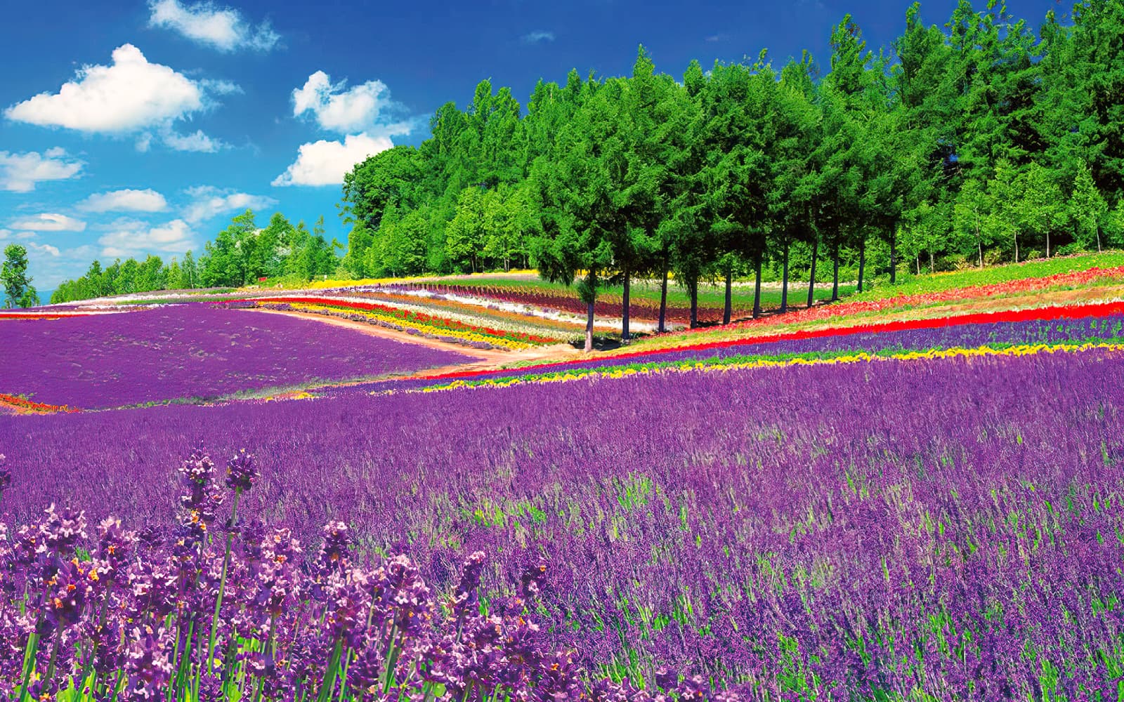 Full-Day Guided Tour of Hokkaido with Round-Trip Transfers from Sapporo tickets in Hokkaido - Attractions | TickYourList
