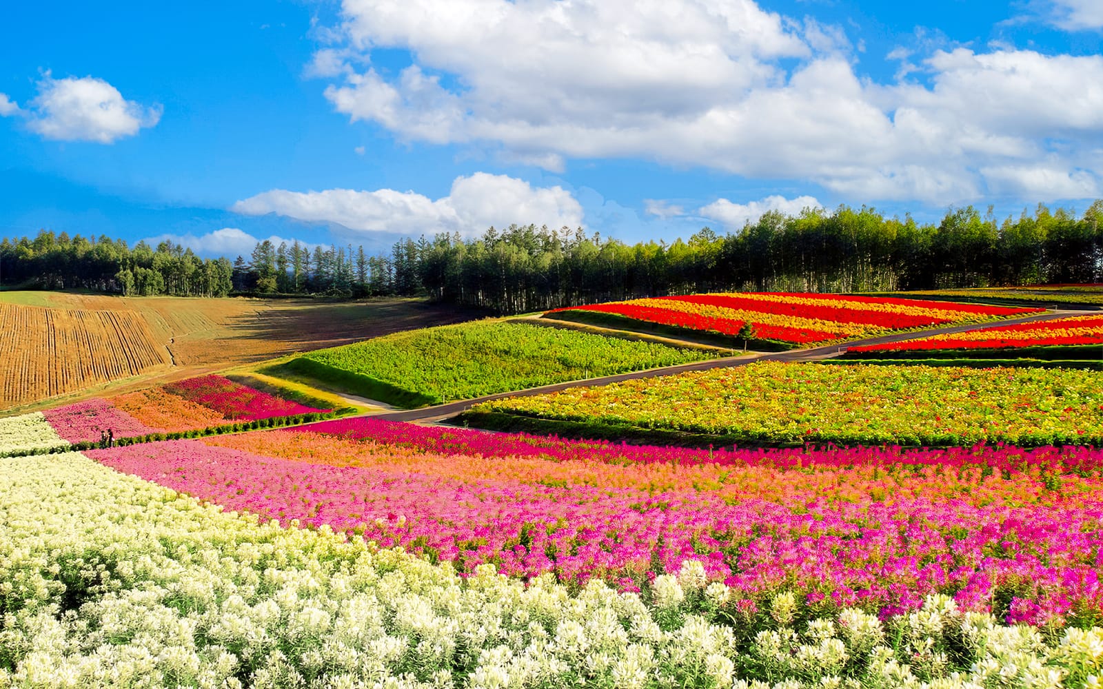 Full-Day Guided Tour of Hokkaido with Round-Trip Transfers from Sapporo tickets in Hokkaido - Activities | TickYourList