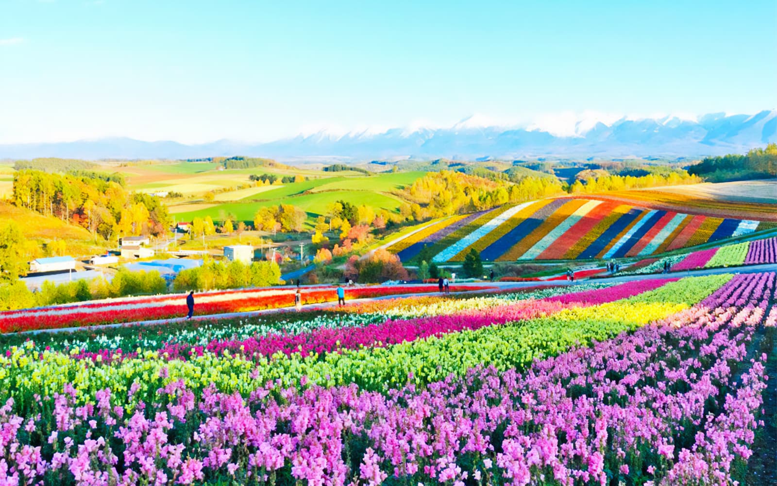1-Day Guided Tour of Hokkaido Biei Blue Pond & Furano Flower Fields