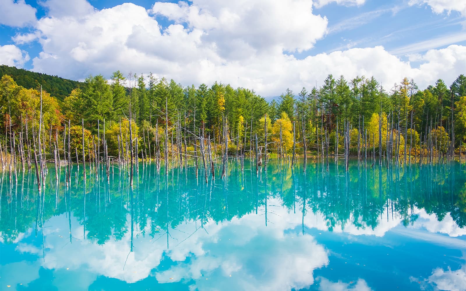 1-Day Guided Tour of Hokkaido Biei Blue Pond & Furano Flower Fields tickets in Hokkaido - Activities | TickYourList