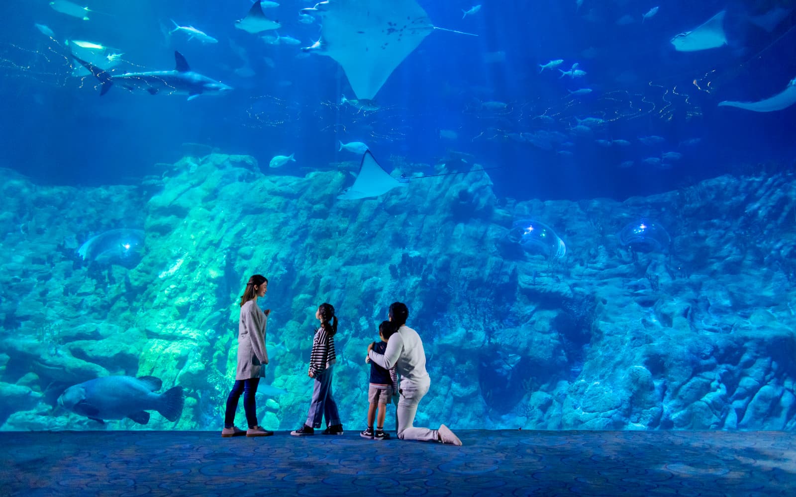 Ocean Park Hong Kong FasTrack Tickets (Skip Waiting Lines) in Hong Kong - Highlights | TickYourList