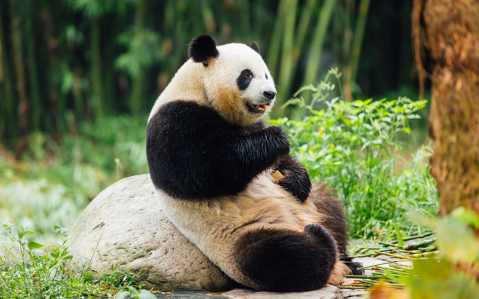 Ocean Park Hong Kong FasTrack Tickets (Skip Waiting Lines) in Hong Kong - Features | TickYourList