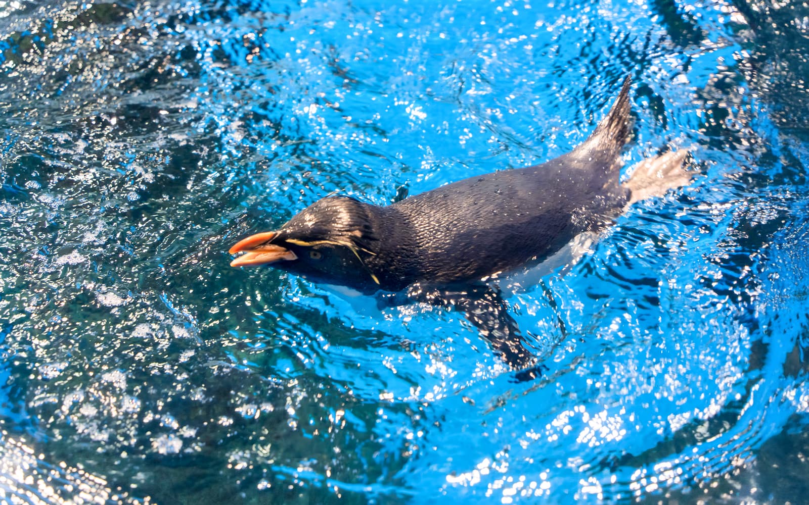 Langkawi Underwater World Tickets in Langkawi - Attractions | TickYourList