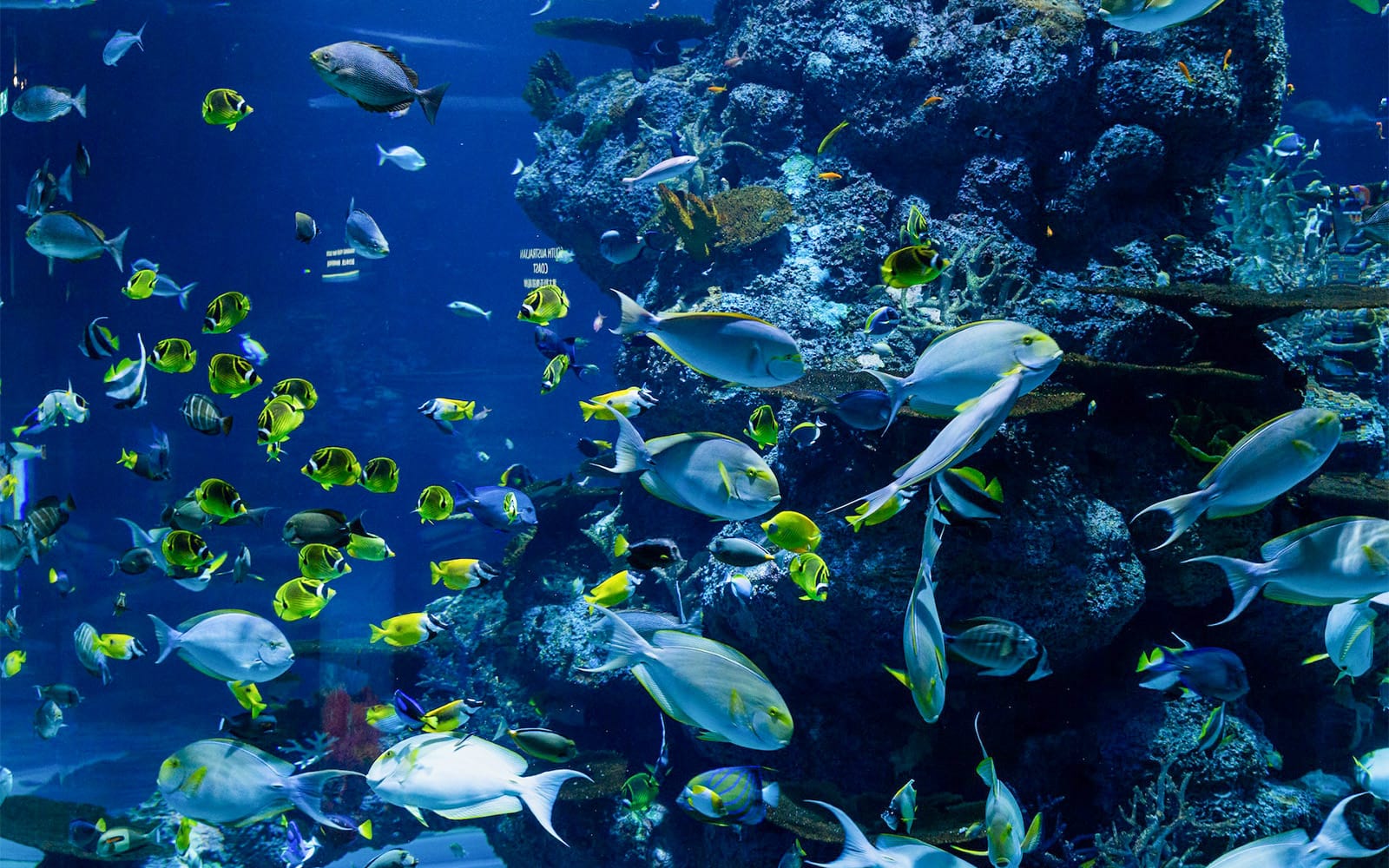 Langkawi Underwater World Tickets in Langkawi - Activities | TickYourList