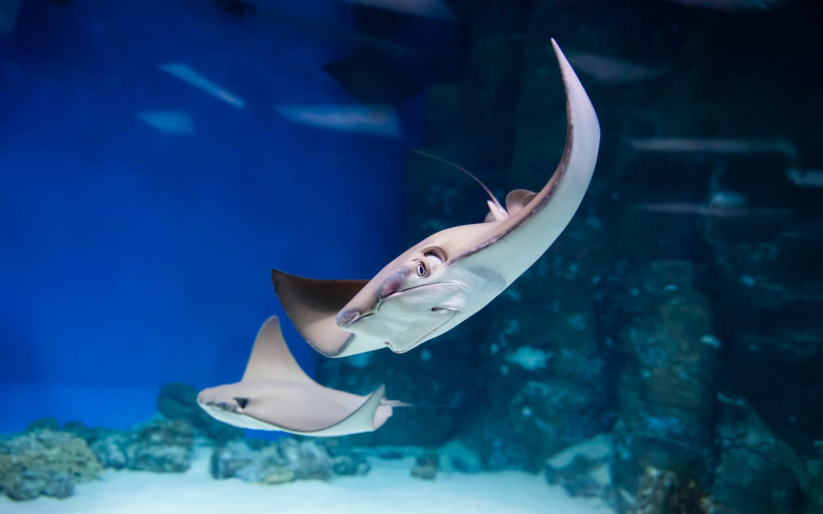 Langkawi Underwater World Tickets in Langkawi - Features | TickYourList
