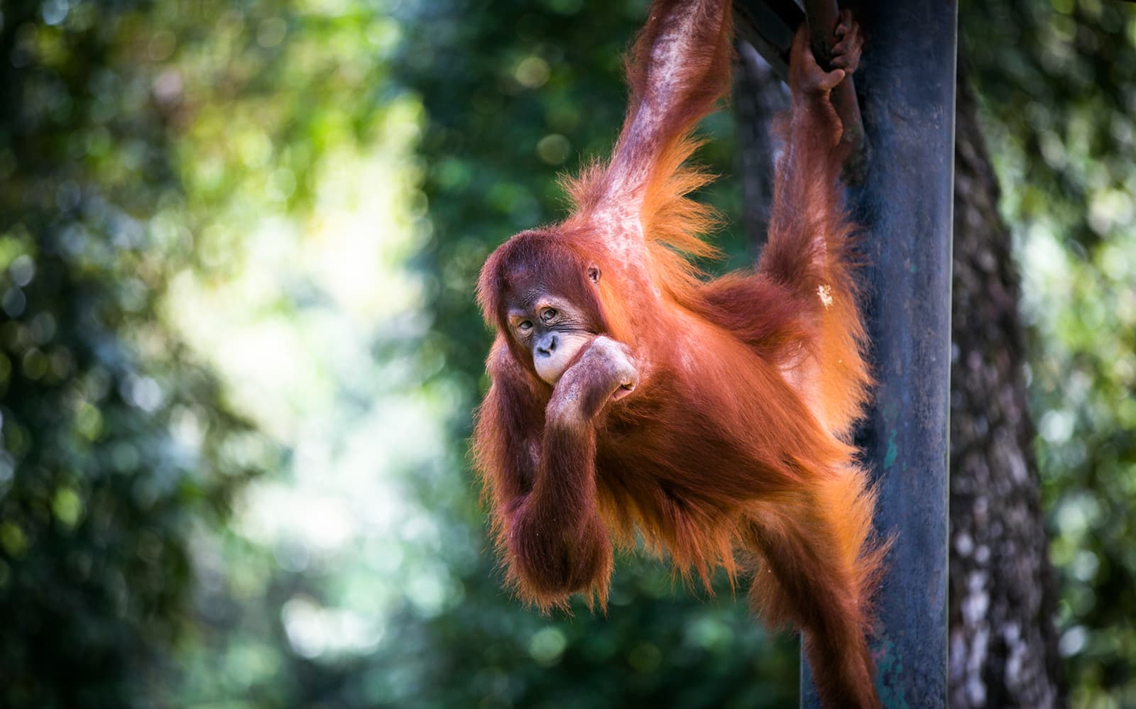 Zoo Negara & Panda Conservation Centre Tickets