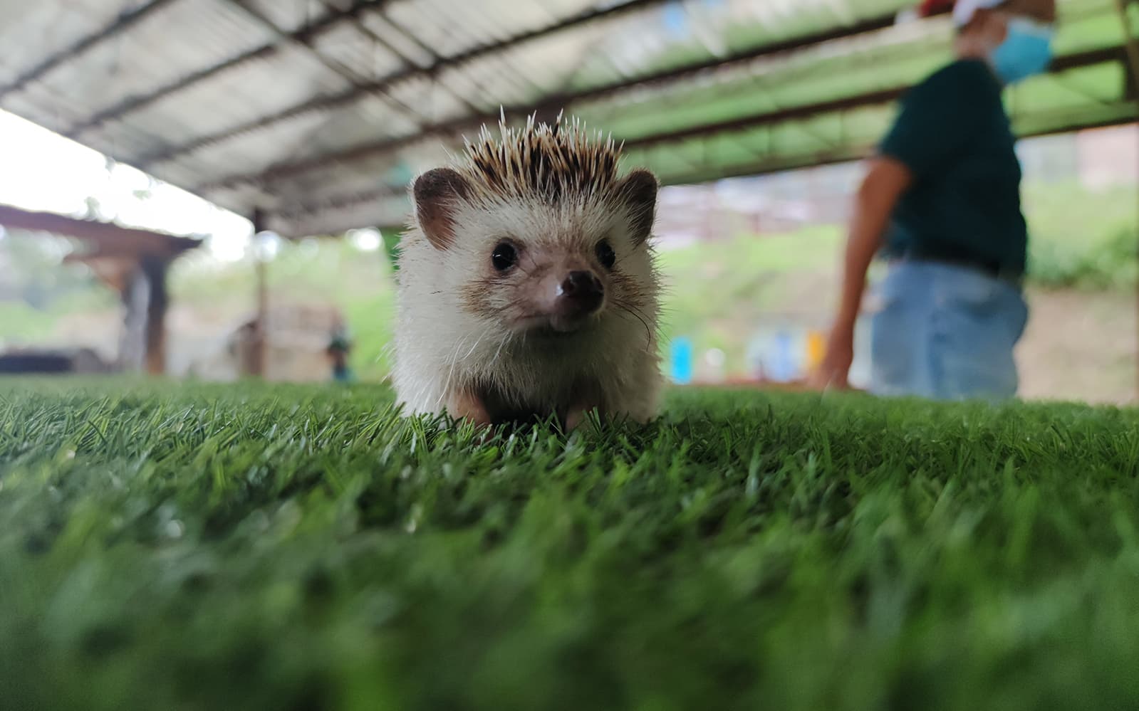 The Bentong Farm Entrance Tickets in Kuala Lumpur - Full Experience | TickYourList