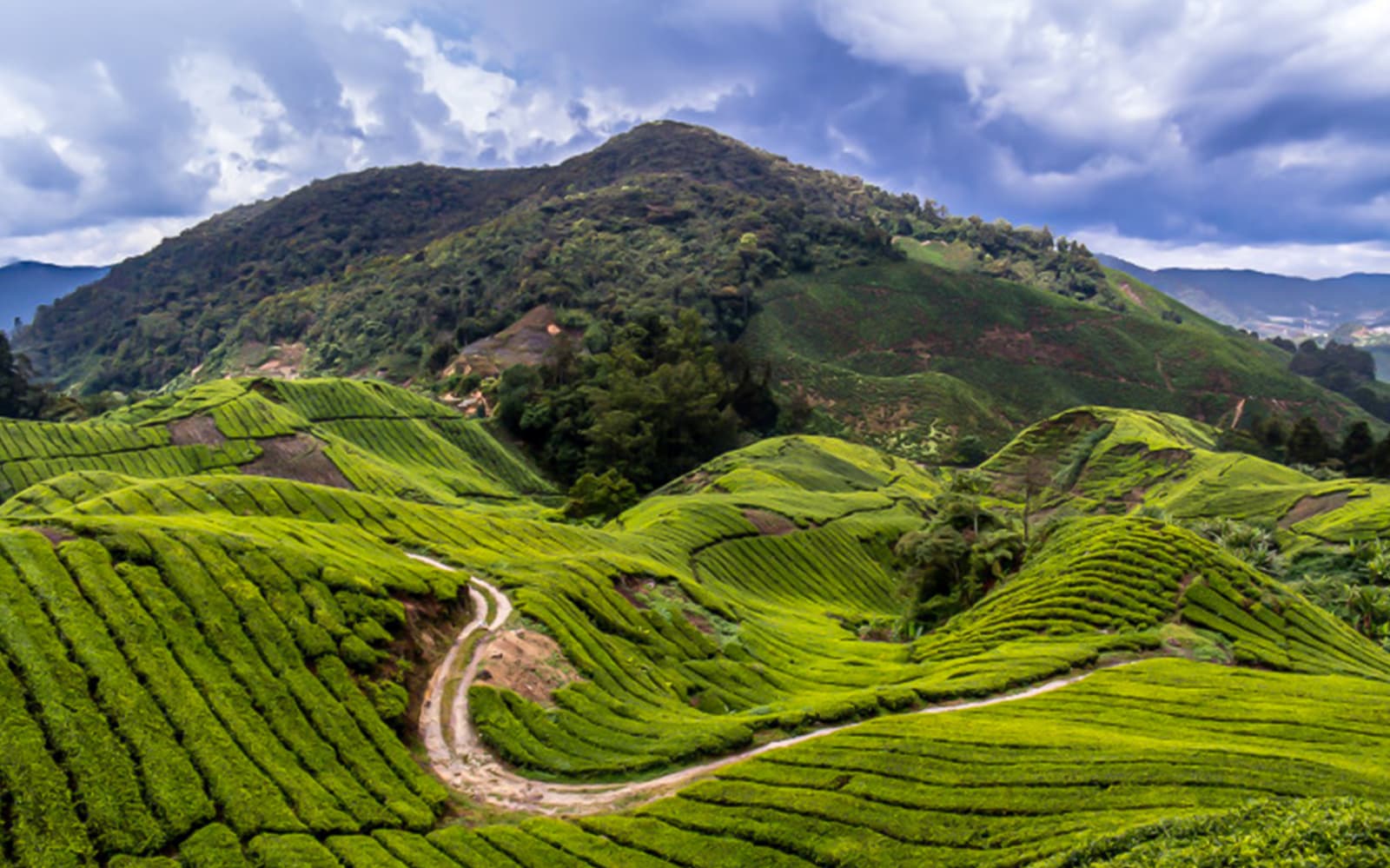 Cameron Highlands Tour from Kuala Lumpur