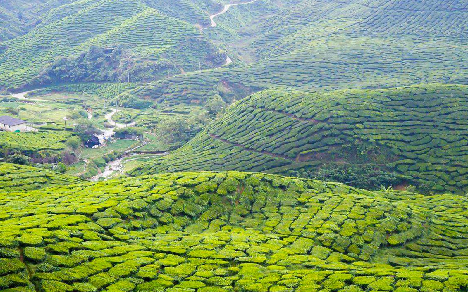 Cameron Highlands Tour from Kuala Lumpur tickets in Kuala Lumpur - Highlights | TickYourList