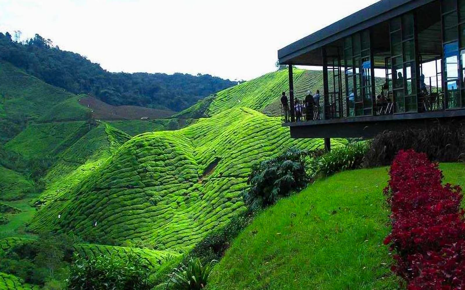 Cameron Highlands Tour from Kuala Lumpur tickets in Kuala Lumpur - Full Experience | TickYourList