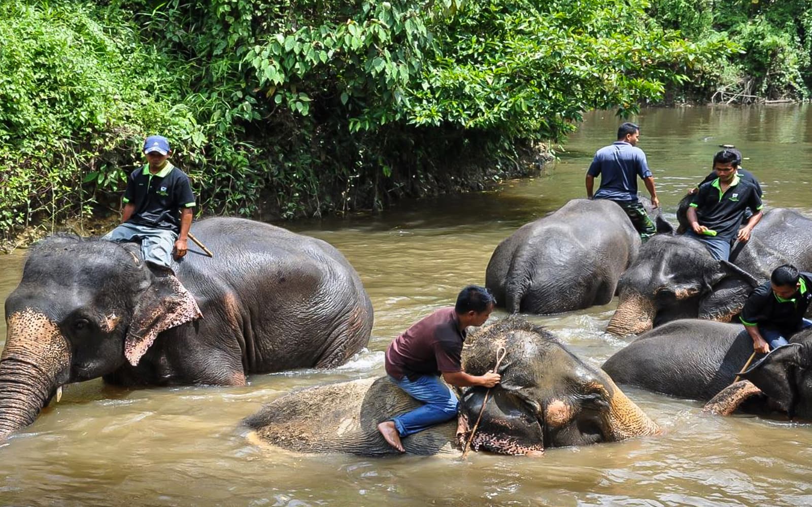 Elephant Sanctuary Wildlife Interaction and Batu Caves Tour from Kuala Lumpur