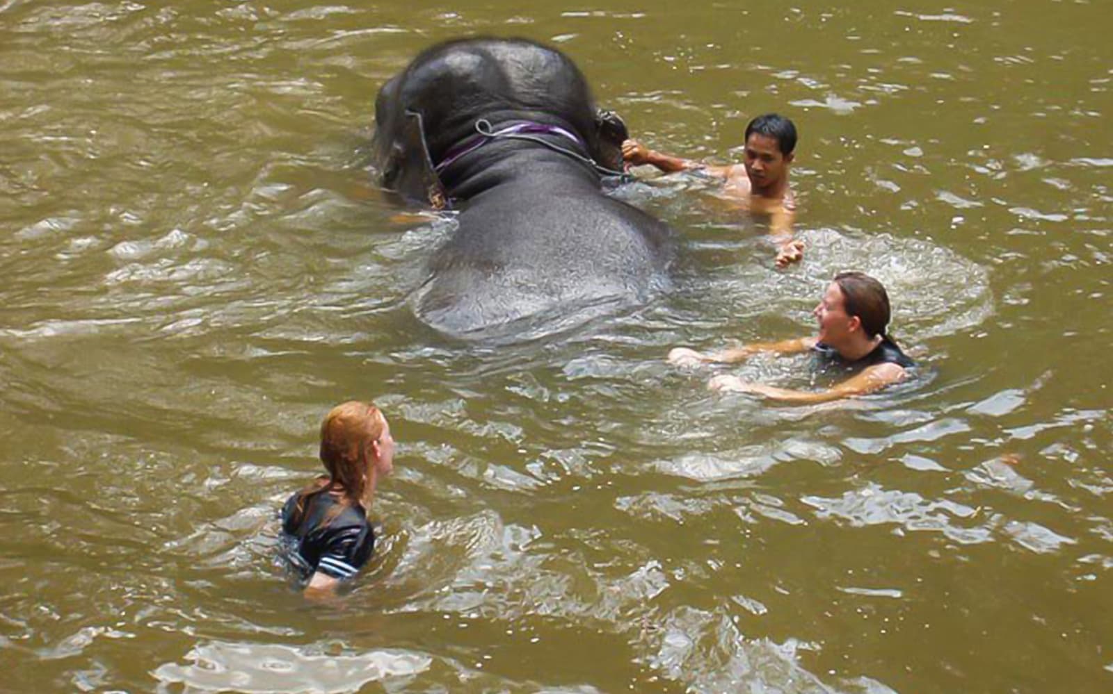 Elephant Sanctuary Wildlife Interaction and Batu Caves Tour from Kuala Lumpur tickets in Kuala Lumpur - Activities | TickYourList