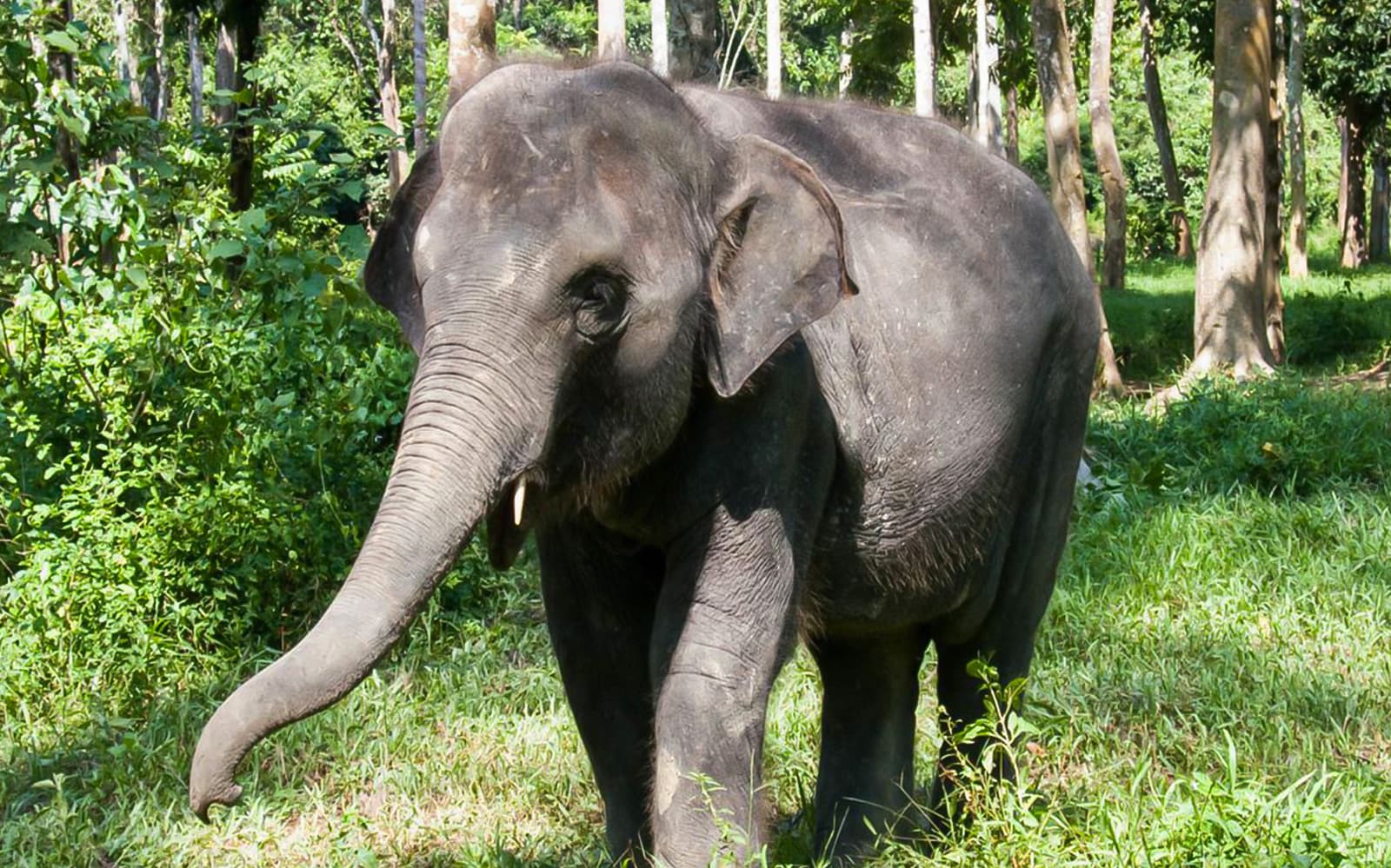 Elephant Sanctuary Wildlife Interaction and Batu Caves Tour from Kuala Lumpur tickets in Kuala Lumpur - Highlights | TickYourList