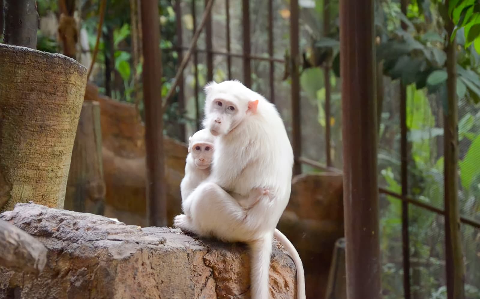 Entry Tickets to Kuala Lumpur Tower Mini Zoo experience in Kuala Lumpur | TickYourList