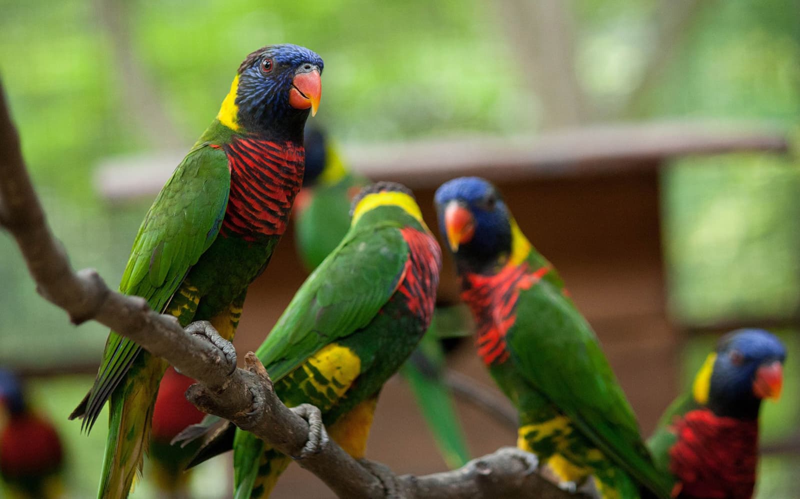 Kuala Lumpur Bird Park Tickets