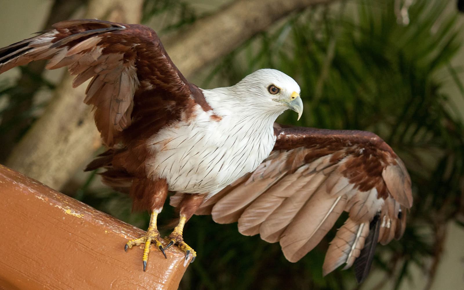 Kuala Lumpur Bird Park Tickets in Kuala Lumpur - Activities | TickYourList