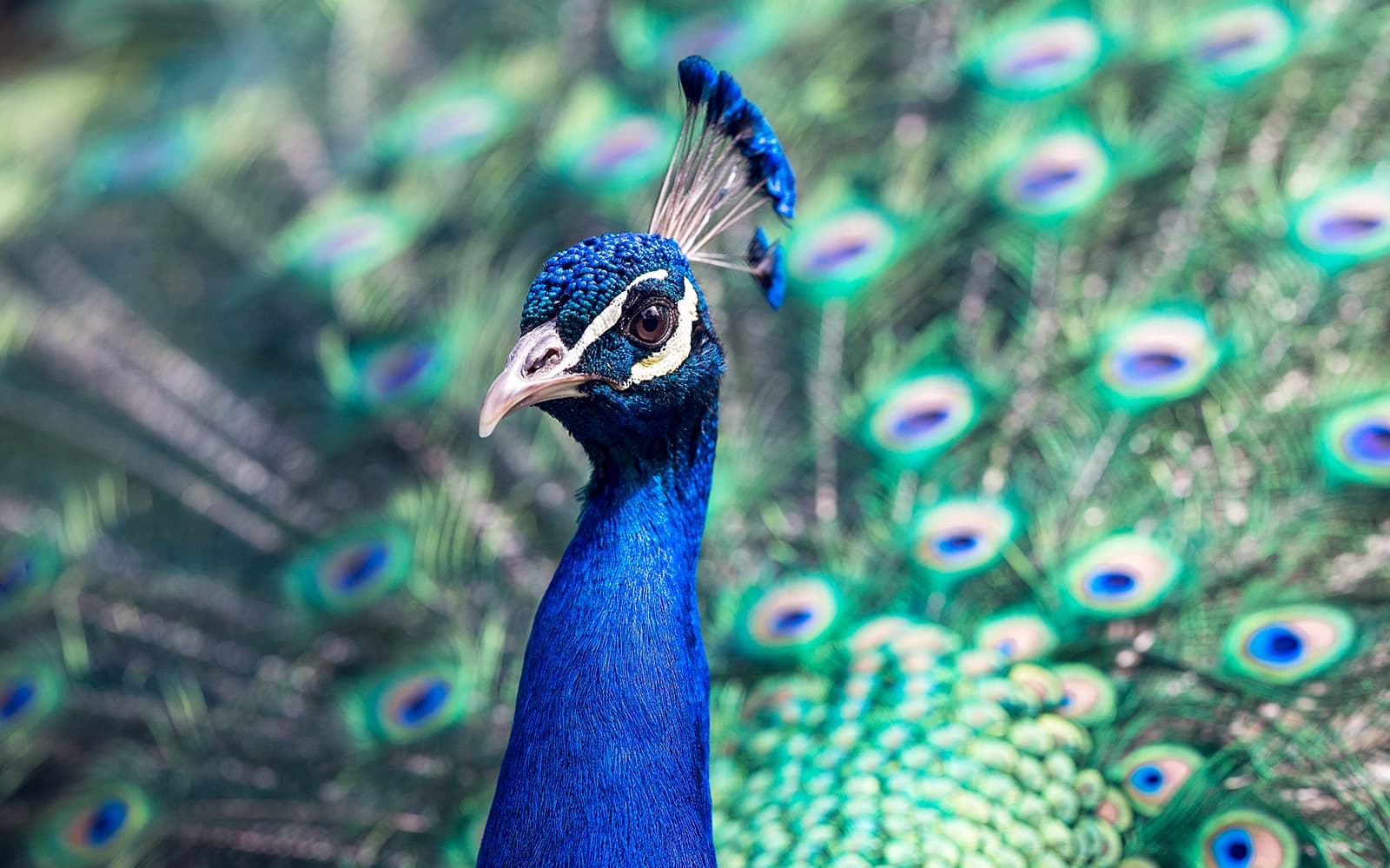Kuala Lumpur Bird Park Tickets in Kuala Lumpur - Highlights | TickYourList
