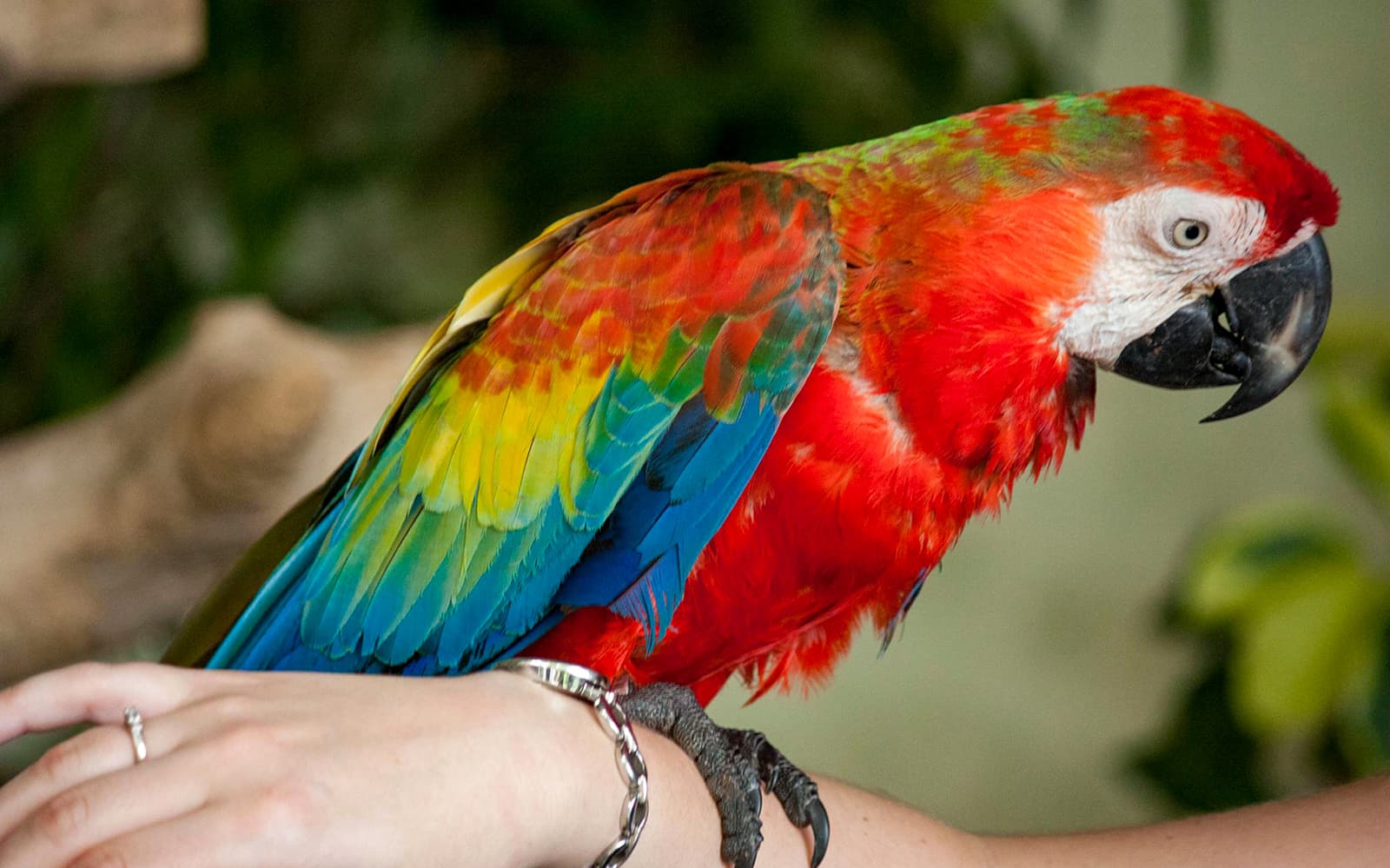Kuala Lumpur Bird Park Tickets in Kuala Lumpur - Features | TickYourList