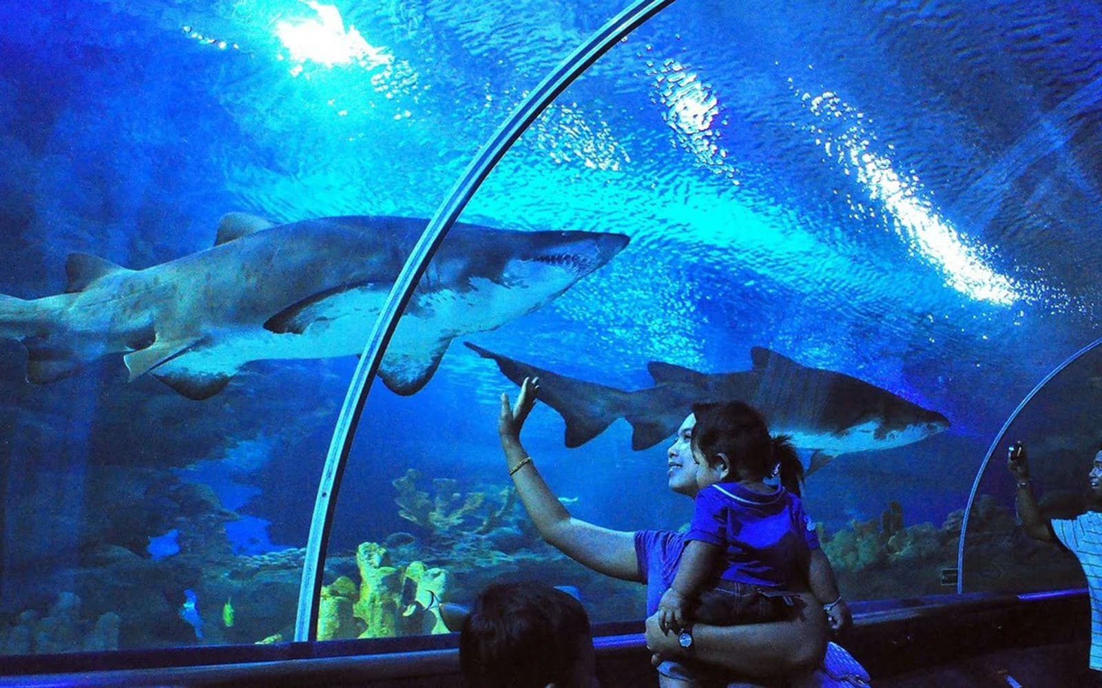 Combo: Aquaria KLCC Admission Ticket + Malaysia 4G Tourist Local SIM Card in Kuala Lumpur - Highlights | TickYourList
