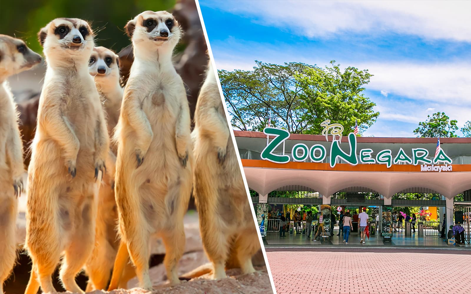 Combo: KL Tower Mini Zoo + Zoo Negara Tickets experience in Kuala Lumpur | TickYourList