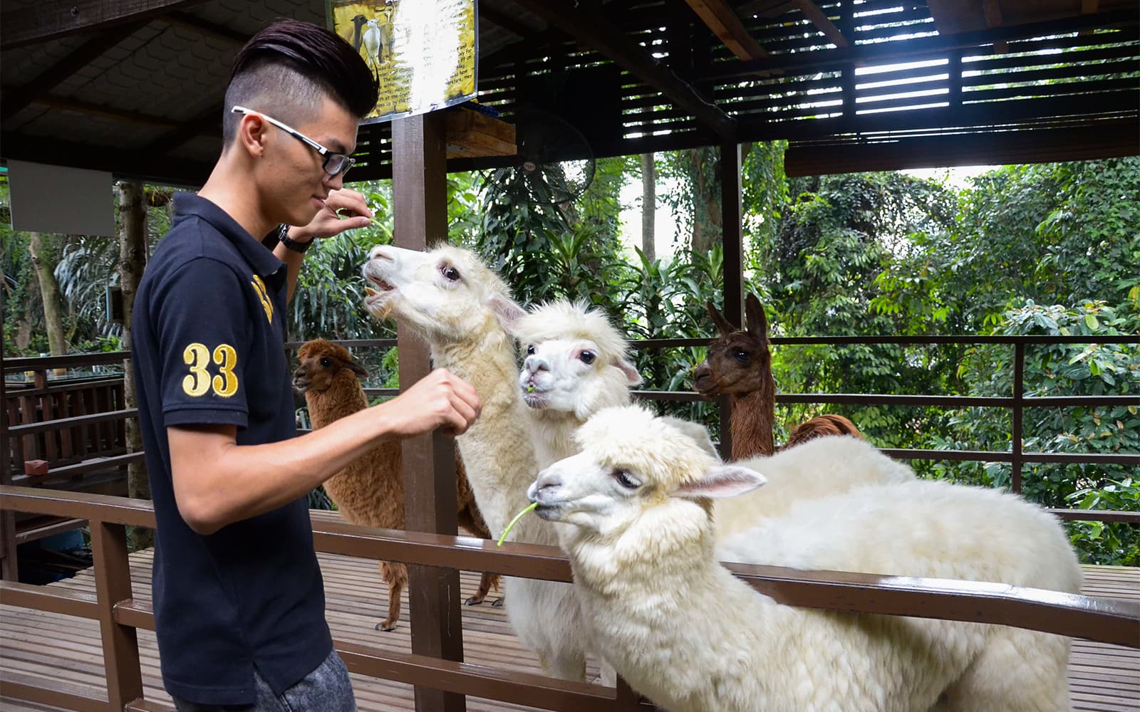 Combo: KL Tower Mini Zoo + Zoo Negara Tickets in Kuala Lumpur - Attractions | TickYourList