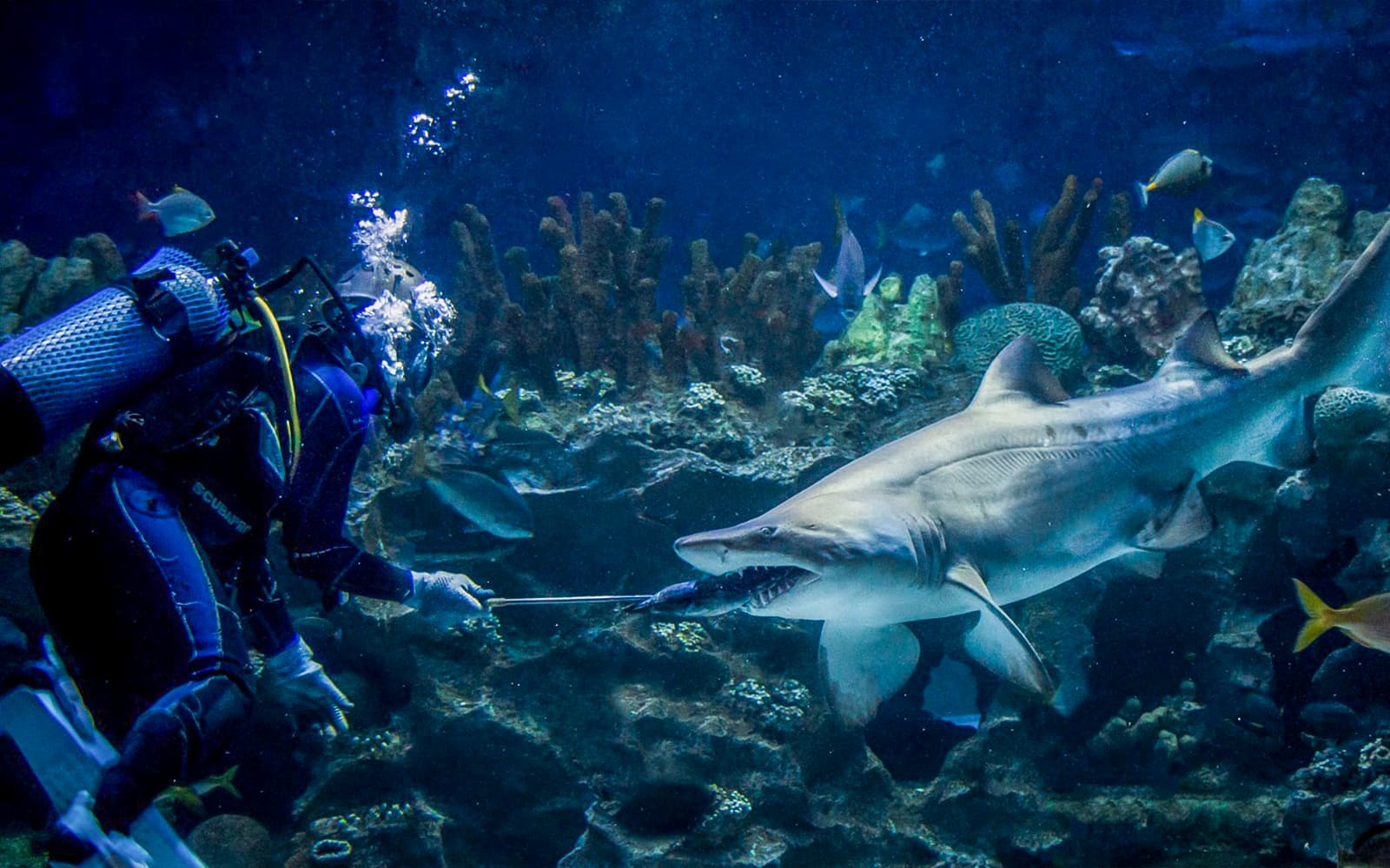 Combo (Save 13%): Aquaria KLCC + KL Tower Tickets in Kuala Lumpur - Activities | TickYourList